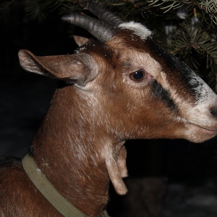 Козы англо-нубийские